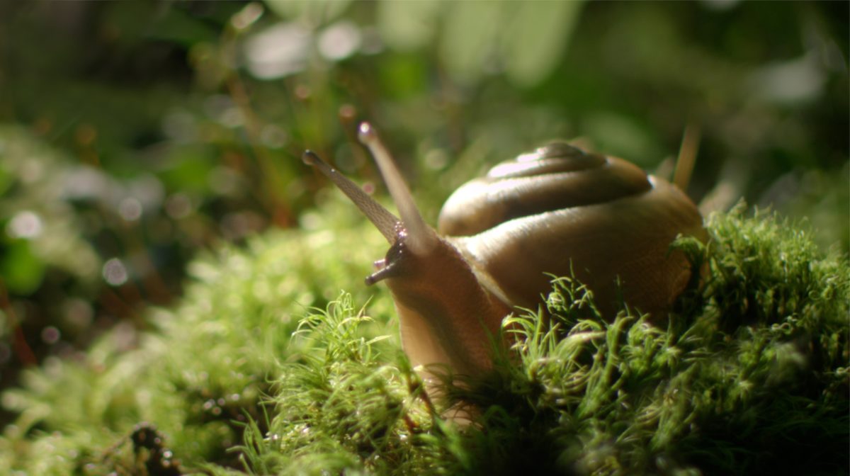 the sound of a wild snail eating by elisabeth tova bailey