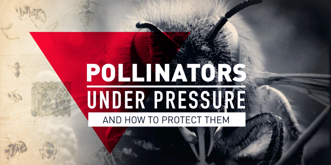 Pollinators Pressure Banner
