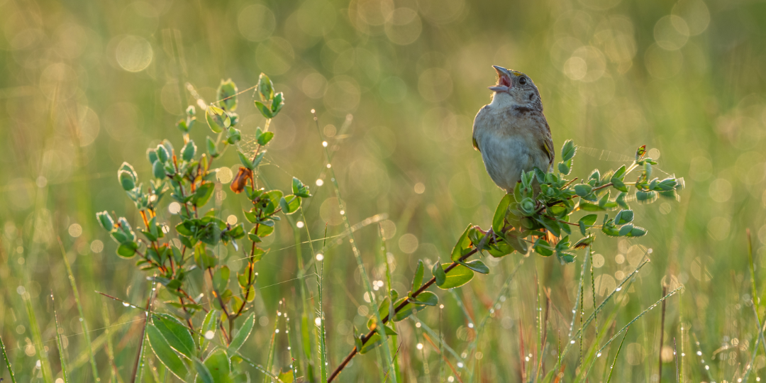 Little Brown Bird Banner