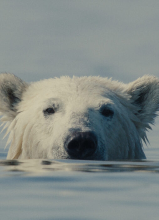 Nuisance Bear lead still