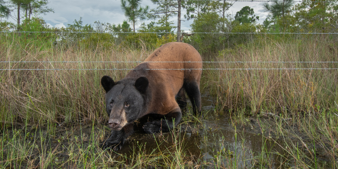 Bear Tracks Banner